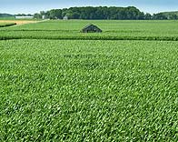 Beautiful fields of corn